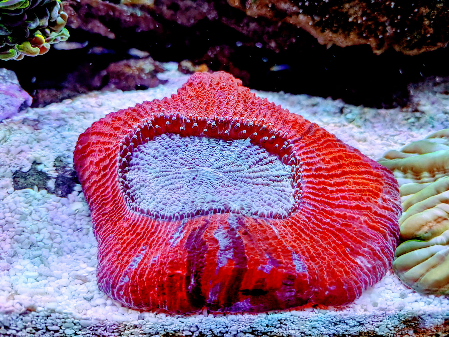 WYSIWYG - Red Splatter Trachyphyllia - LPS Coral