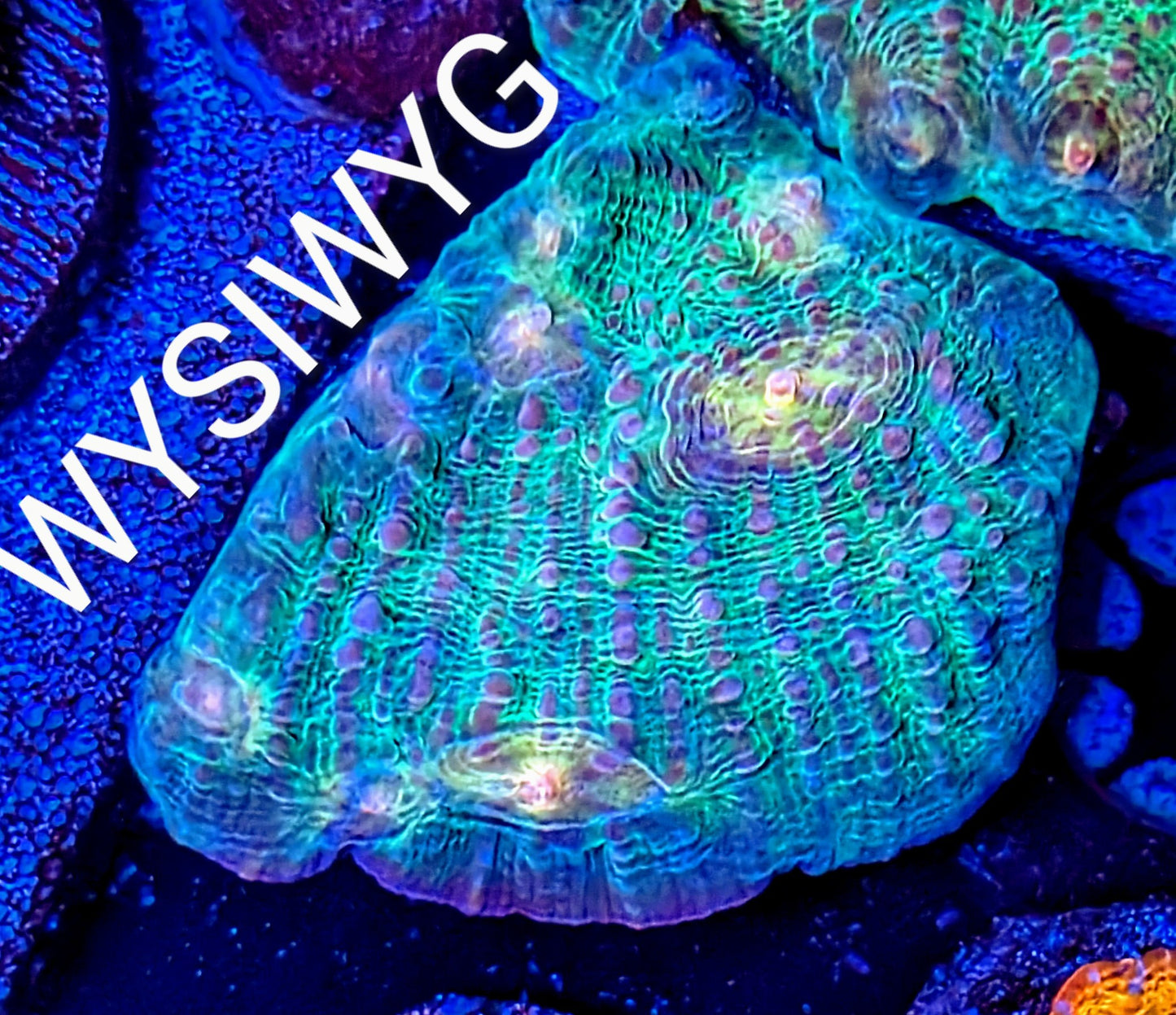 WYSIWYG Rainbow Chalice Coral Frag