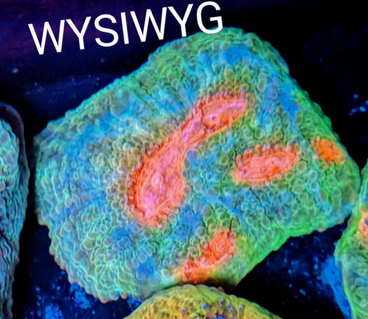 WYSIWYG - Mummy Eye Chalice Coral Frag