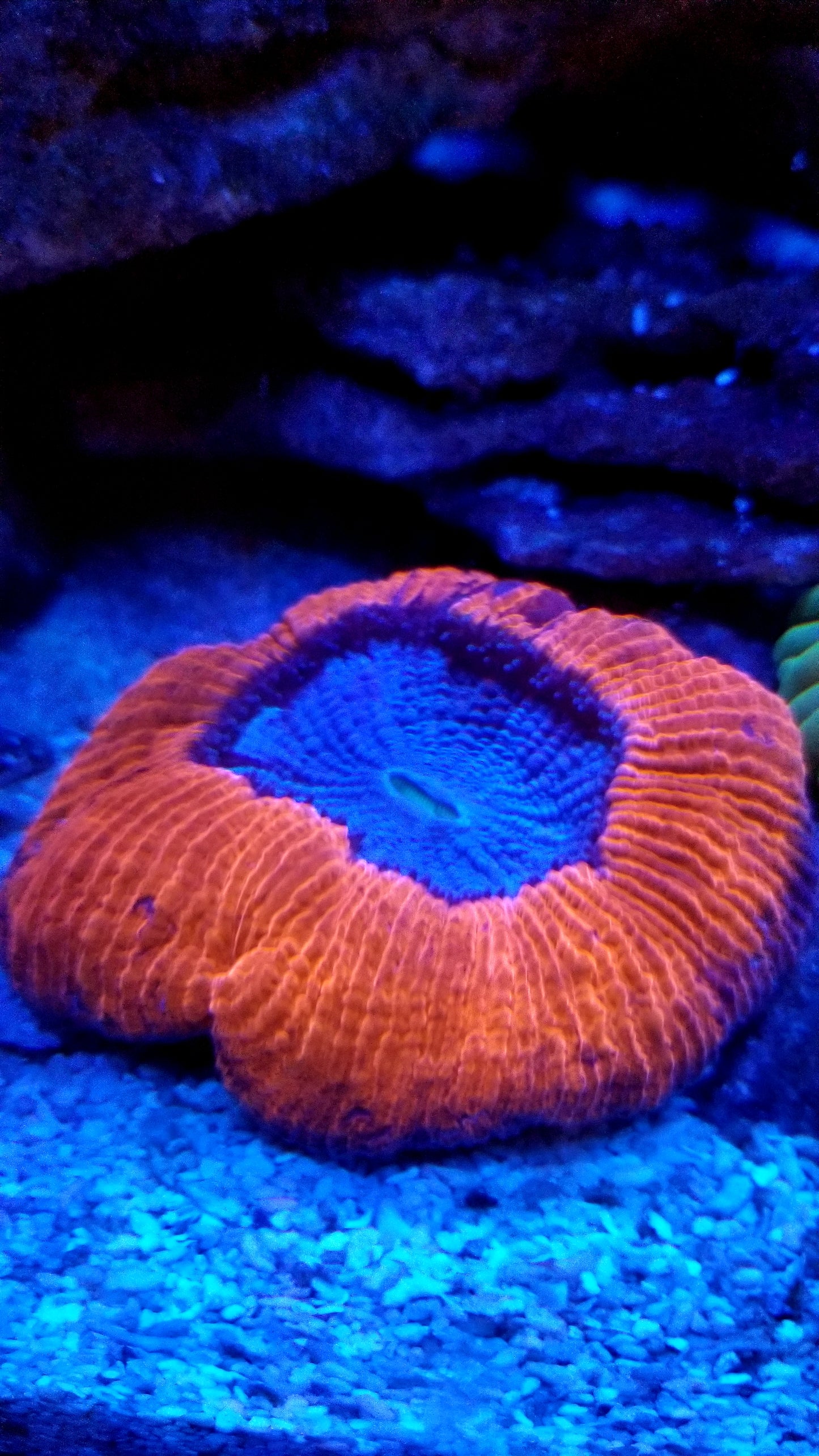 WYSIWYG - Red Splatter Trachyphyllia - LPS Coral