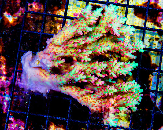 Aussie Strawberry Shortcake Acropora - SPS Coral Frag