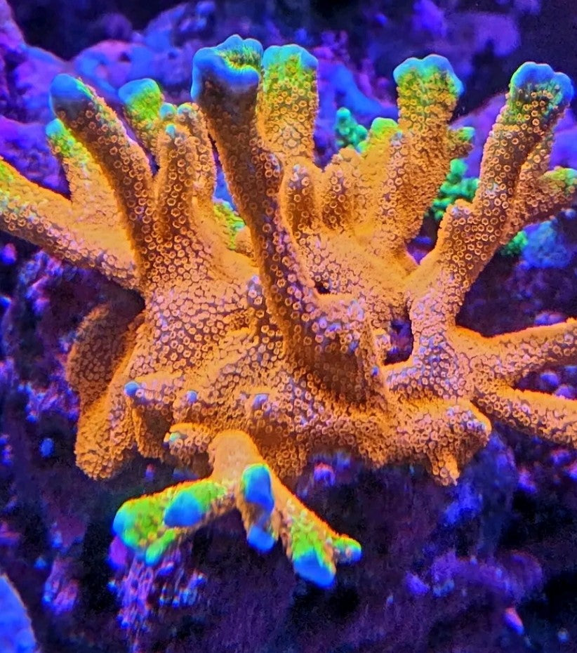 Bubble Gum Montipora Digitata Coral