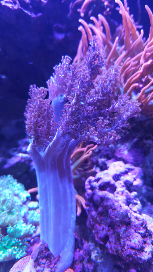 Blue Pineapple Tree Coral