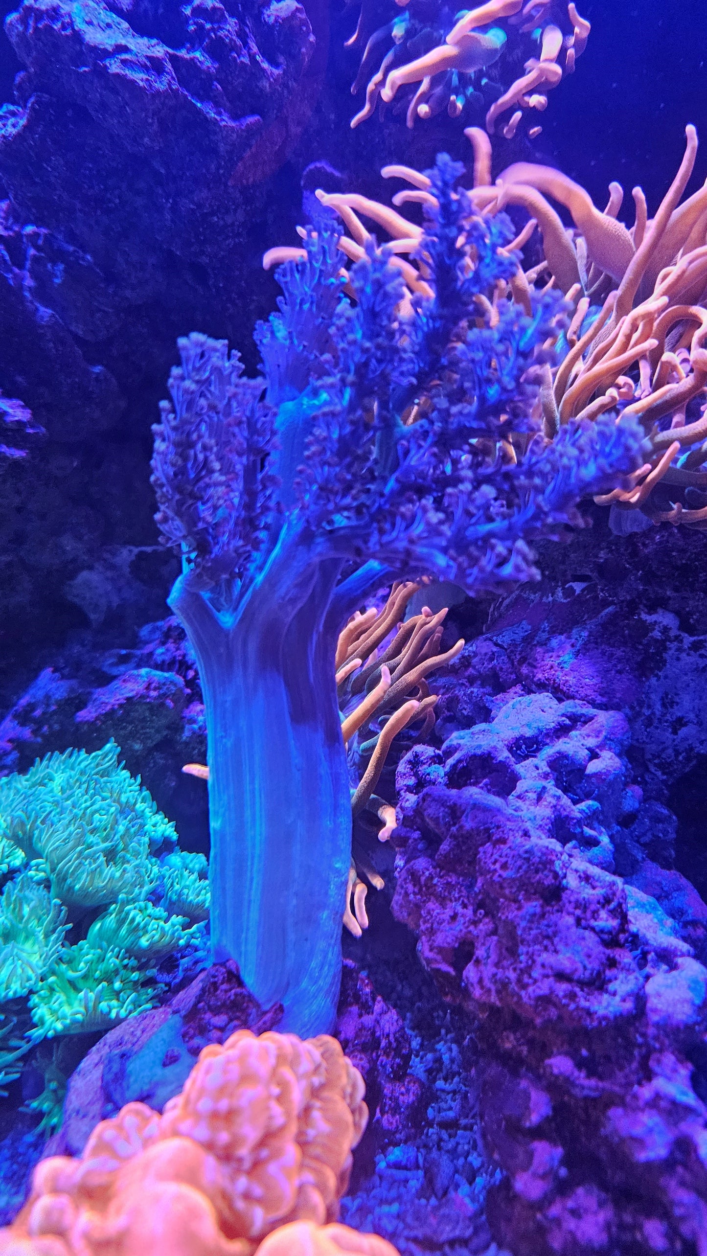 Blue Pineapple Tree Coral