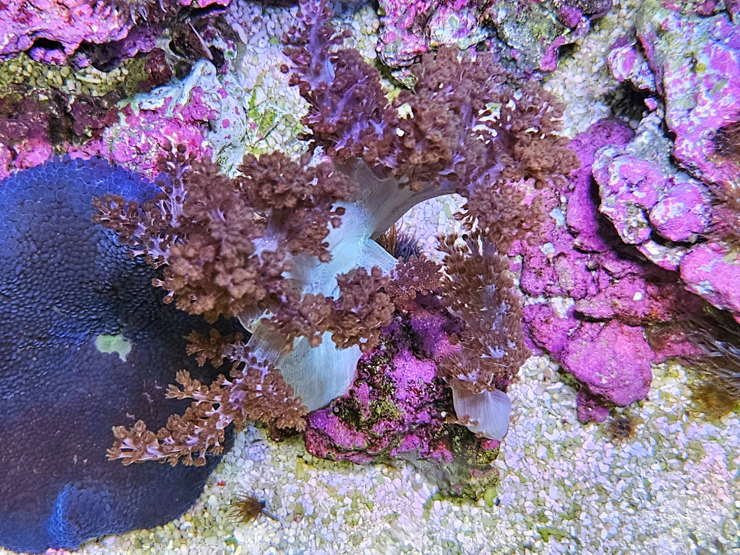 Blue Pineapple Tree Coral