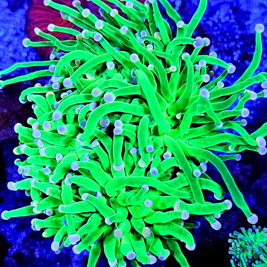 Cotton Candy Torch Coral