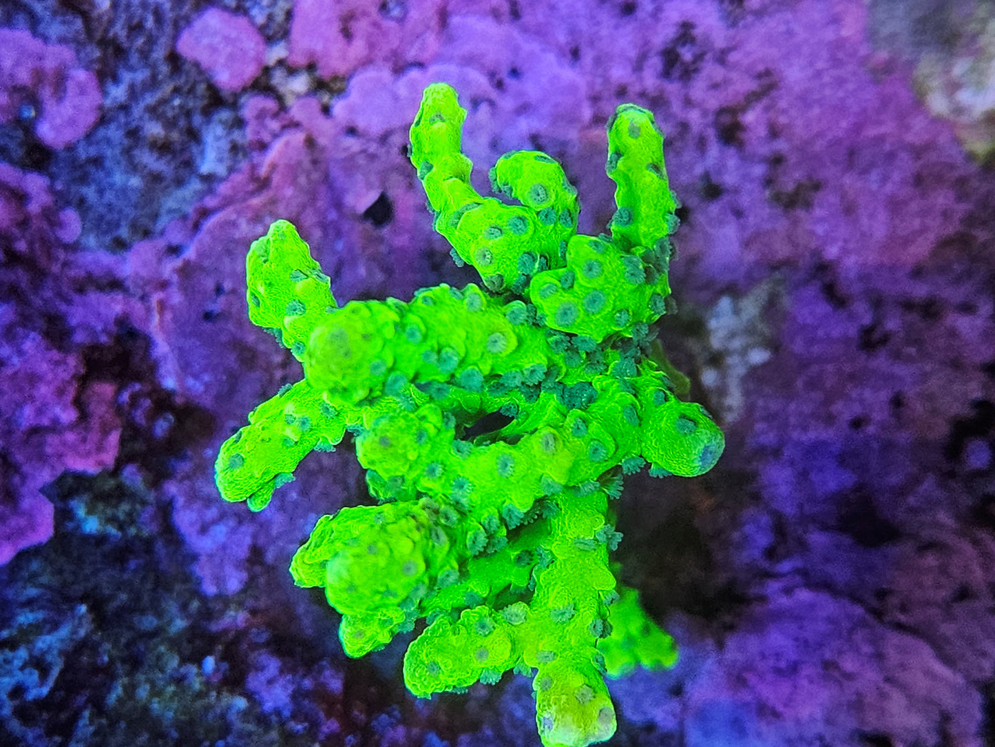 Green Goblin Anacropora