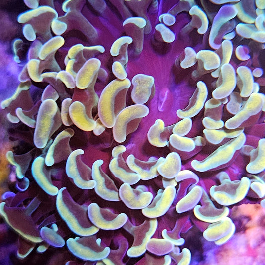 Gold Wall Hammer Coral