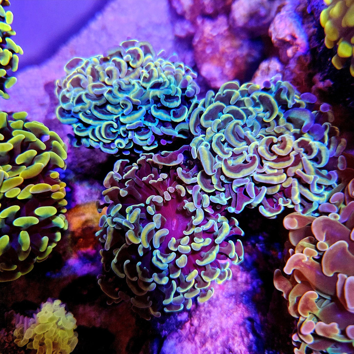 Gold Wall Hammer Coral