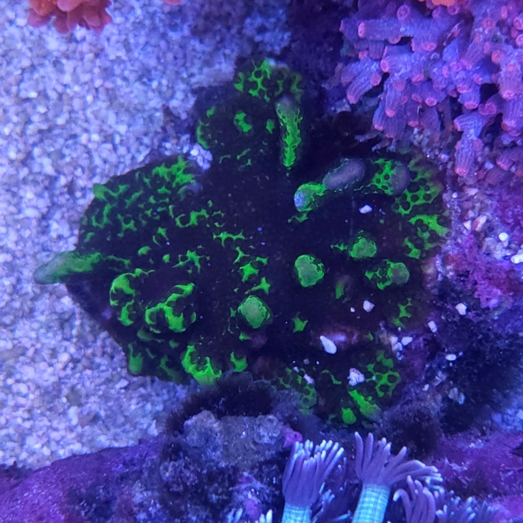 Green Montipora Spongodes