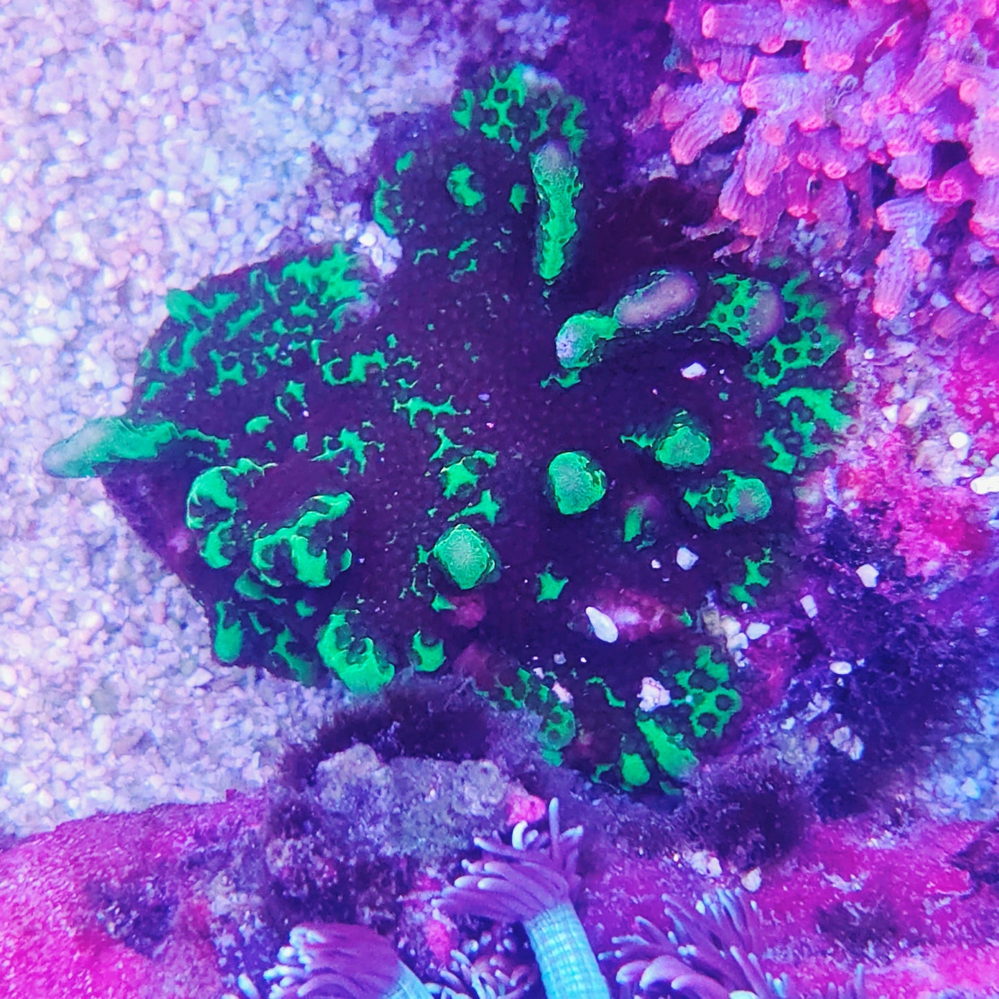 Green Montipora Spongodes