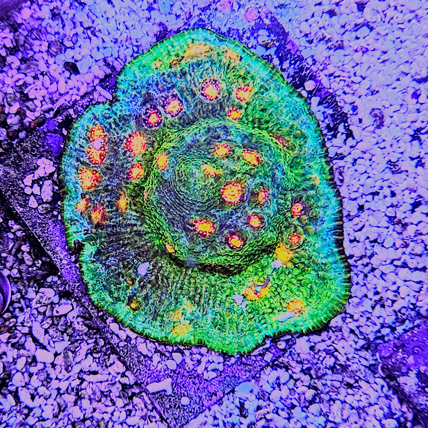 WYSIWYG - Mummy Eye Chalice Coral Frag