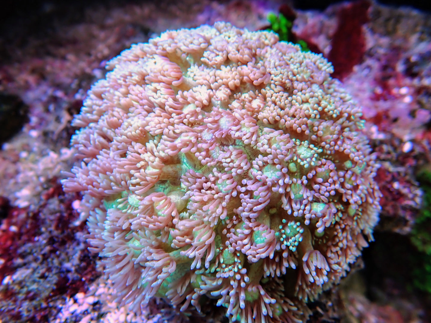 WYSIWYG - Two Tone Goniopora Coral Frag