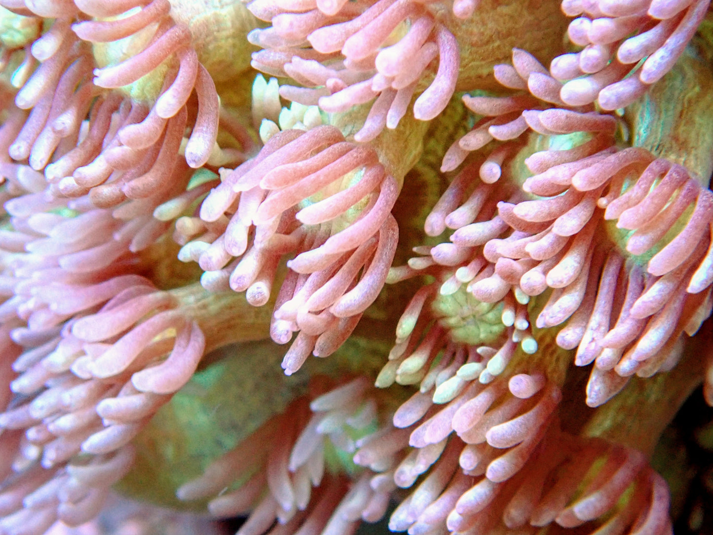 WYSIWYG - Two Tone Goniopora Coral Frag