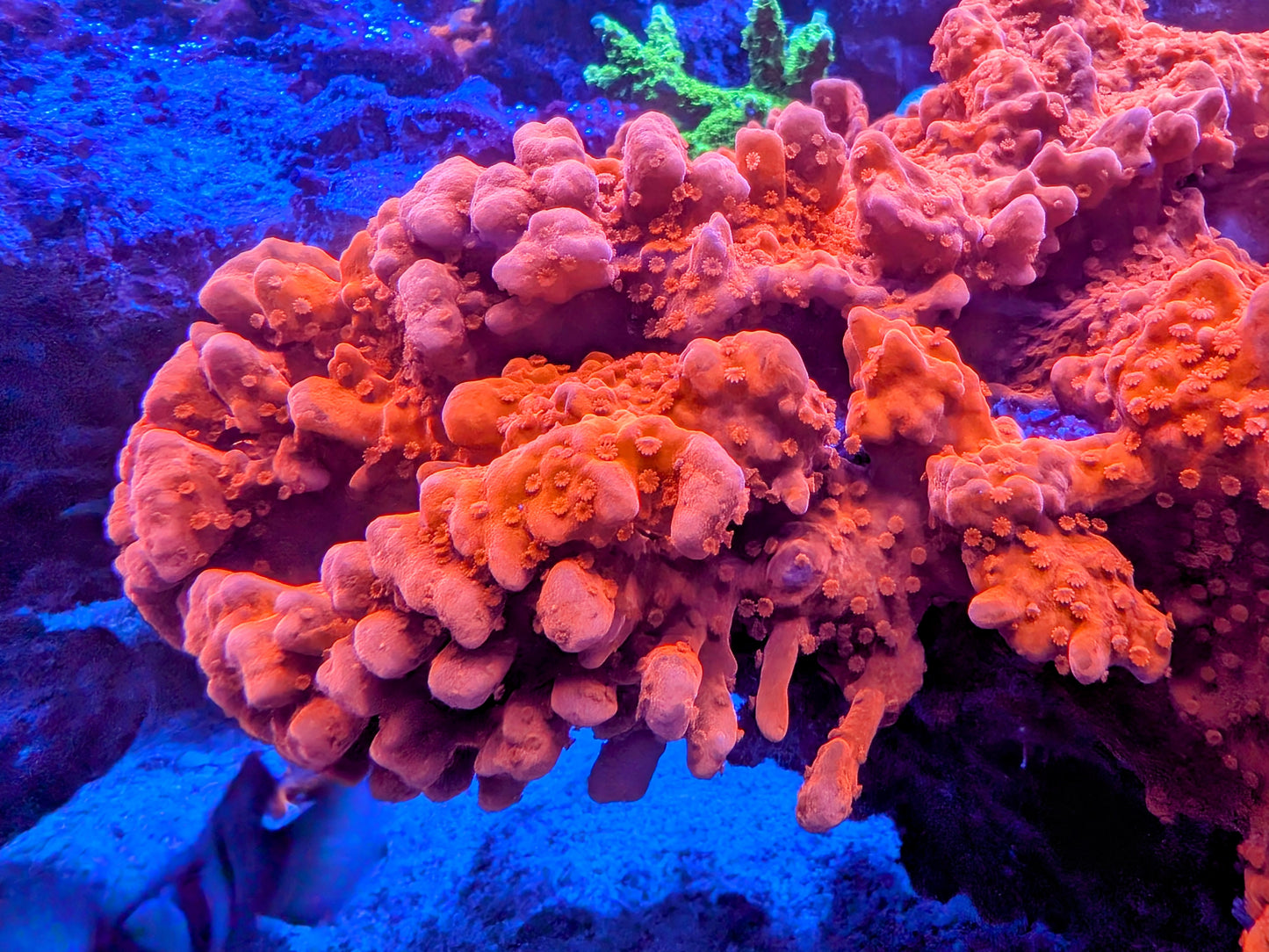 WYSIWYG - Montipora Setosa - SPS Frag