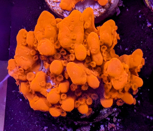 WYSIWYG - Montipora Setosa - SPS Frag