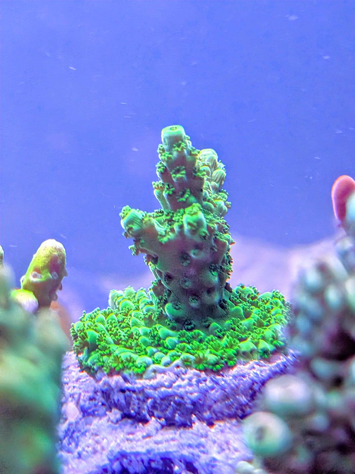 WYSIWYG - OG SPS Coral Frag Pack