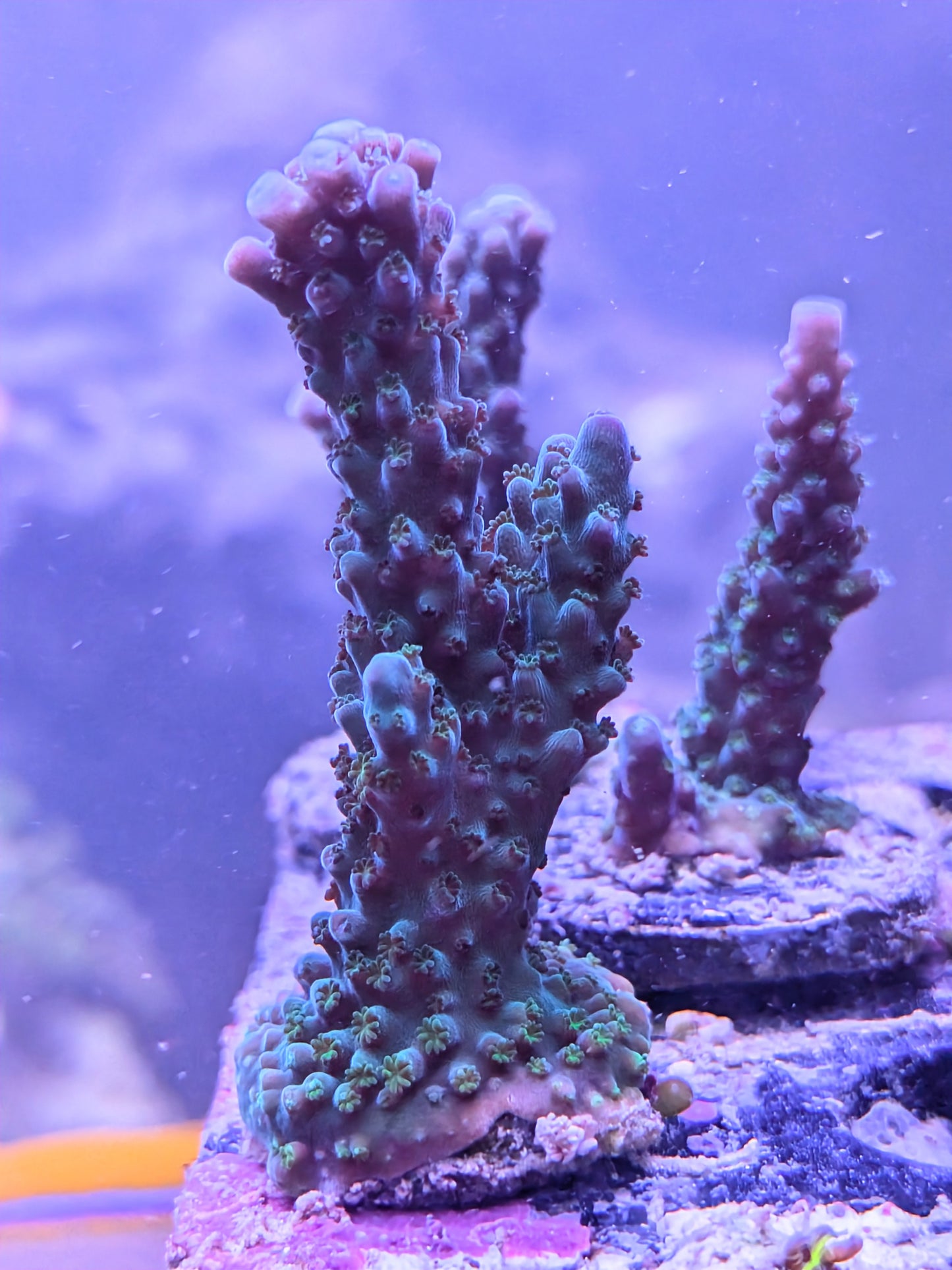 WYSIWYG - OG SPS Coral Frag Pack