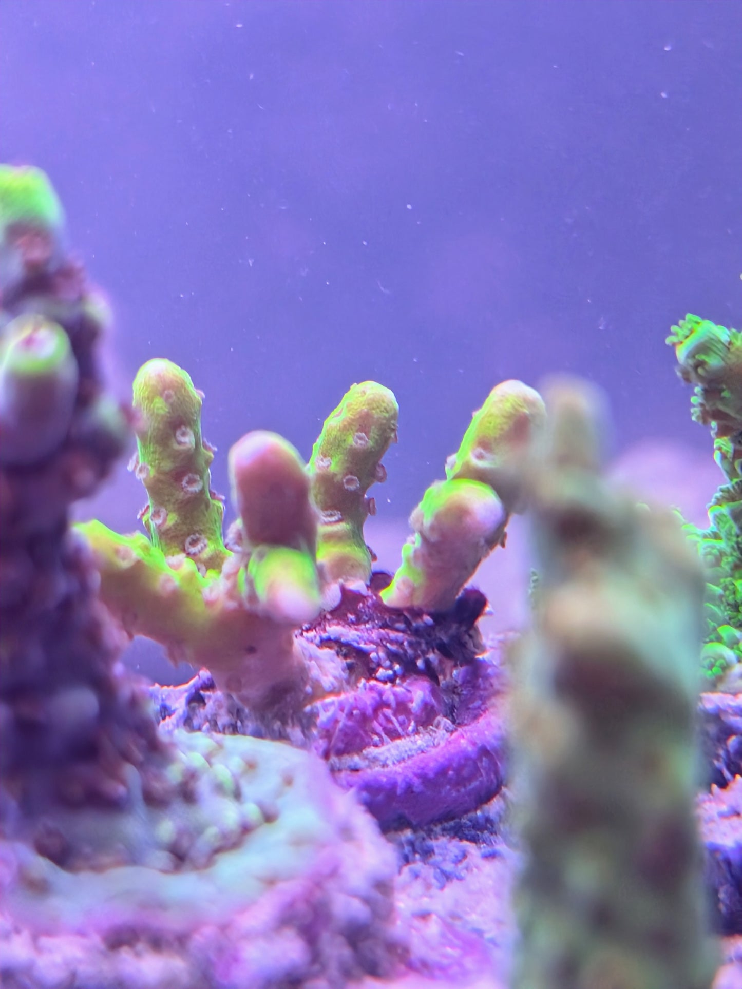 WYSIWYG - OG SPS Coral Frag Pack