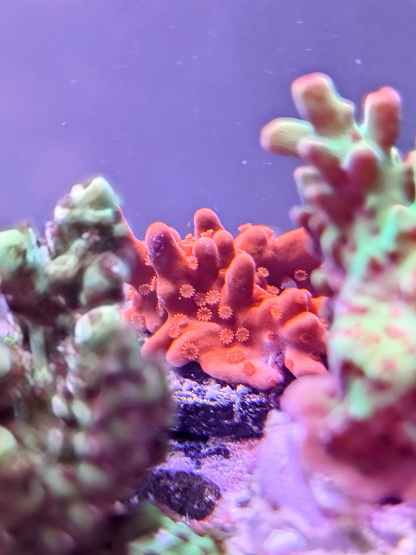 WYSIWYG - OG SPS Coral Frag Pack