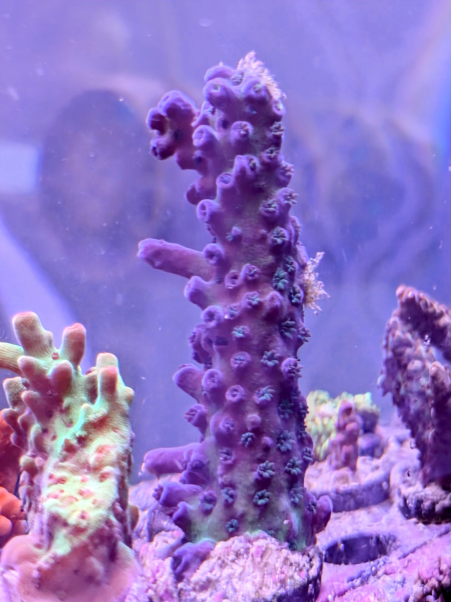 WYSIWYG - OG SPS Coral Frag Pack