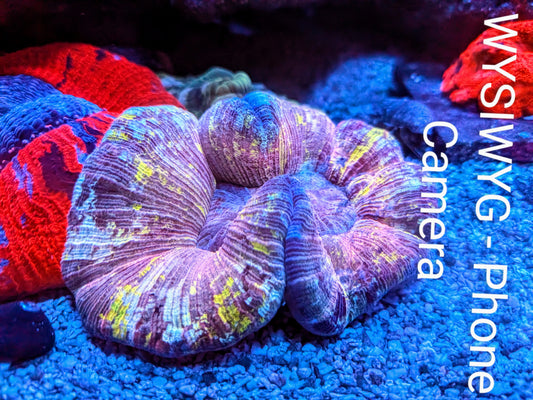 WYSIWYG - Purple Splatter Trachyphyllia - LPS Coral