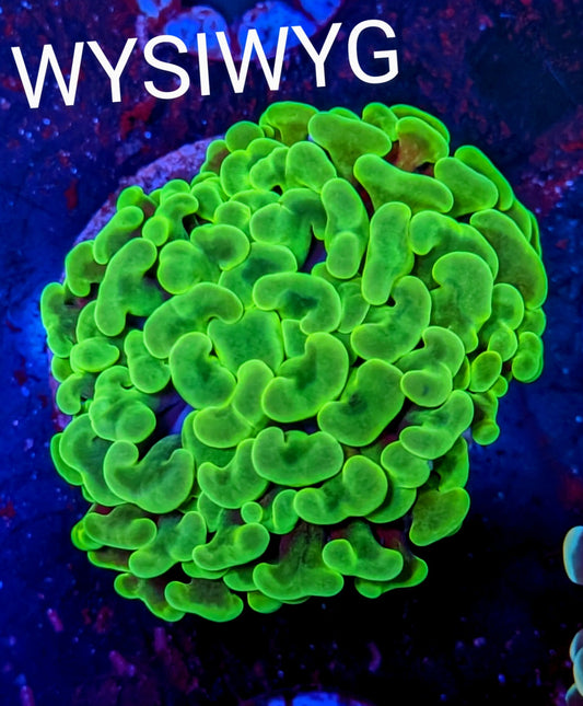 WYSIWYG - Spearmint Gum Branching Hammer Coral Frag