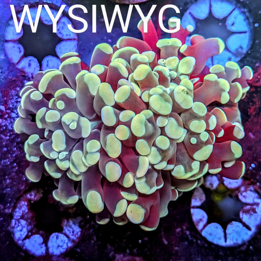 WYSIWYG - Crème de la Crème  Branching Hammer Coral Frag - 2 Heads -