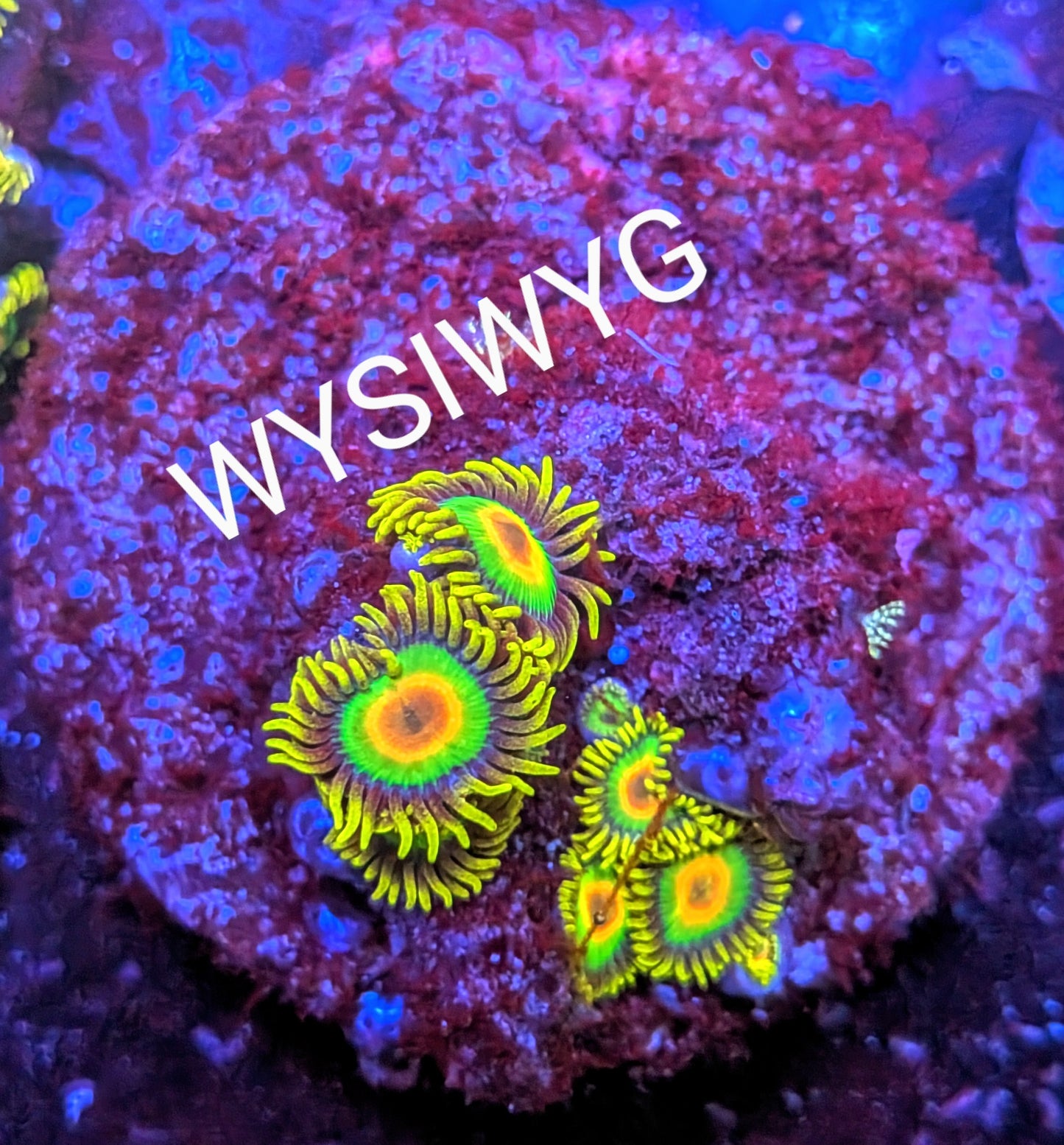 WYSIWYG Rasta Zoanthids Frag - Large