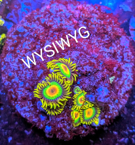 WYSIWYG Rasta Zoanthids Frag - Large