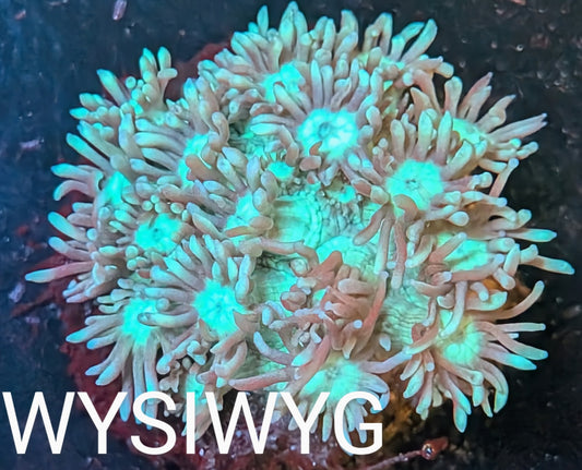 WYSIWYG - Two Tone Goniopora Coral Large Frag