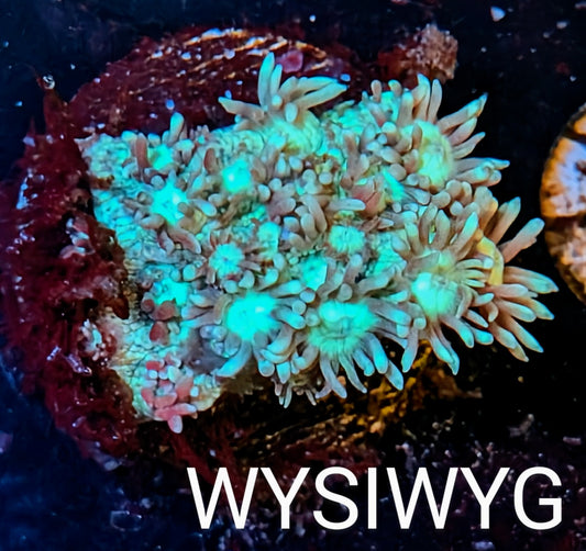 WYSIWYG - Two Tone Goniopora Coral Frag