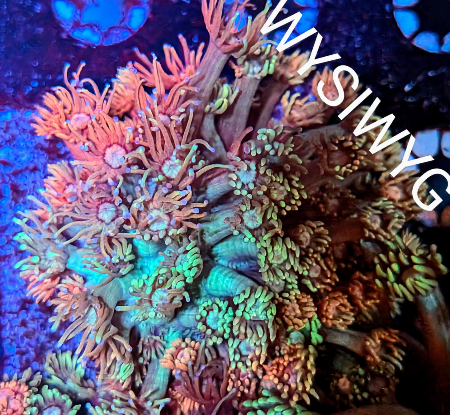 WYSIWYG Green Shadow Goniopora LPS Coral XL Frag