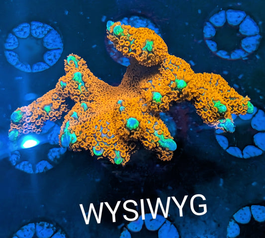 WYSIWYG - Bubble Gum Montipora Digitata Frag - Large