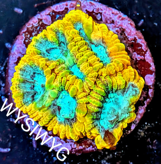 WYSIWYG - Cali Kid Electric Daisy Favia Frag