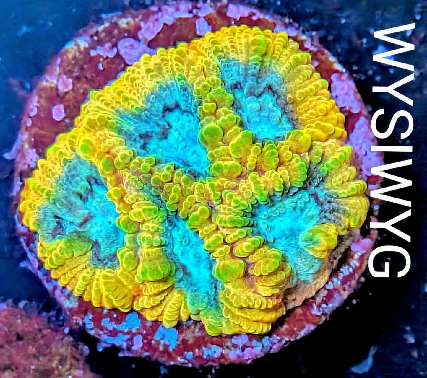 WYSIWYG - Cali Kid Electric Daisy Favia Frag