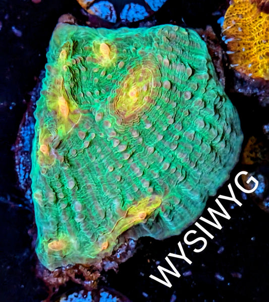 WYSIWYG Rainbow Chalice Coral Frag