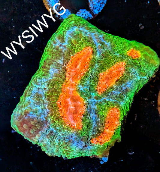 WYSIWYG - Mummy Eye Chalice Coral Frag