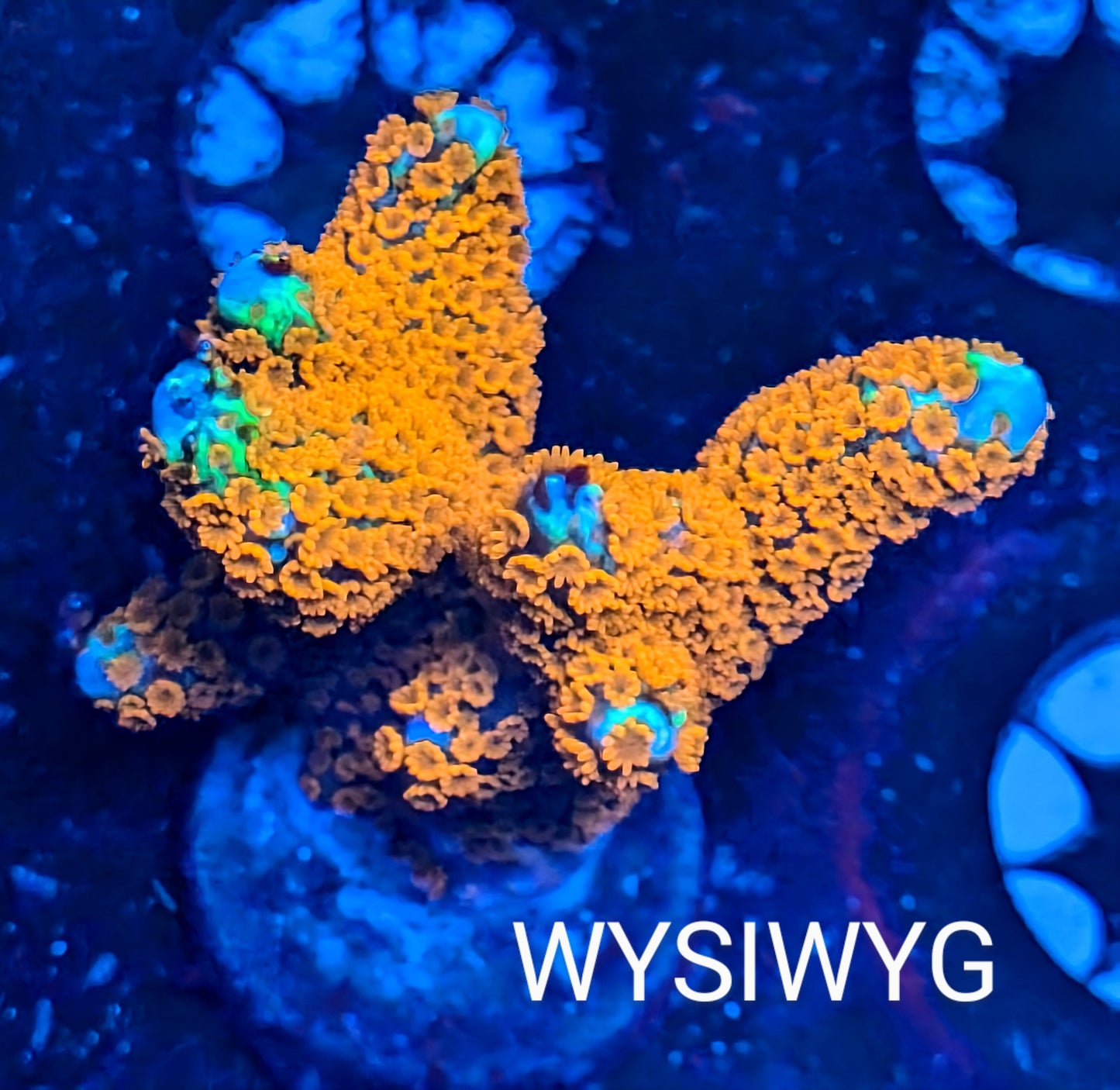 WYSIWYG - Bubble Gum Montipora Digitata Frag