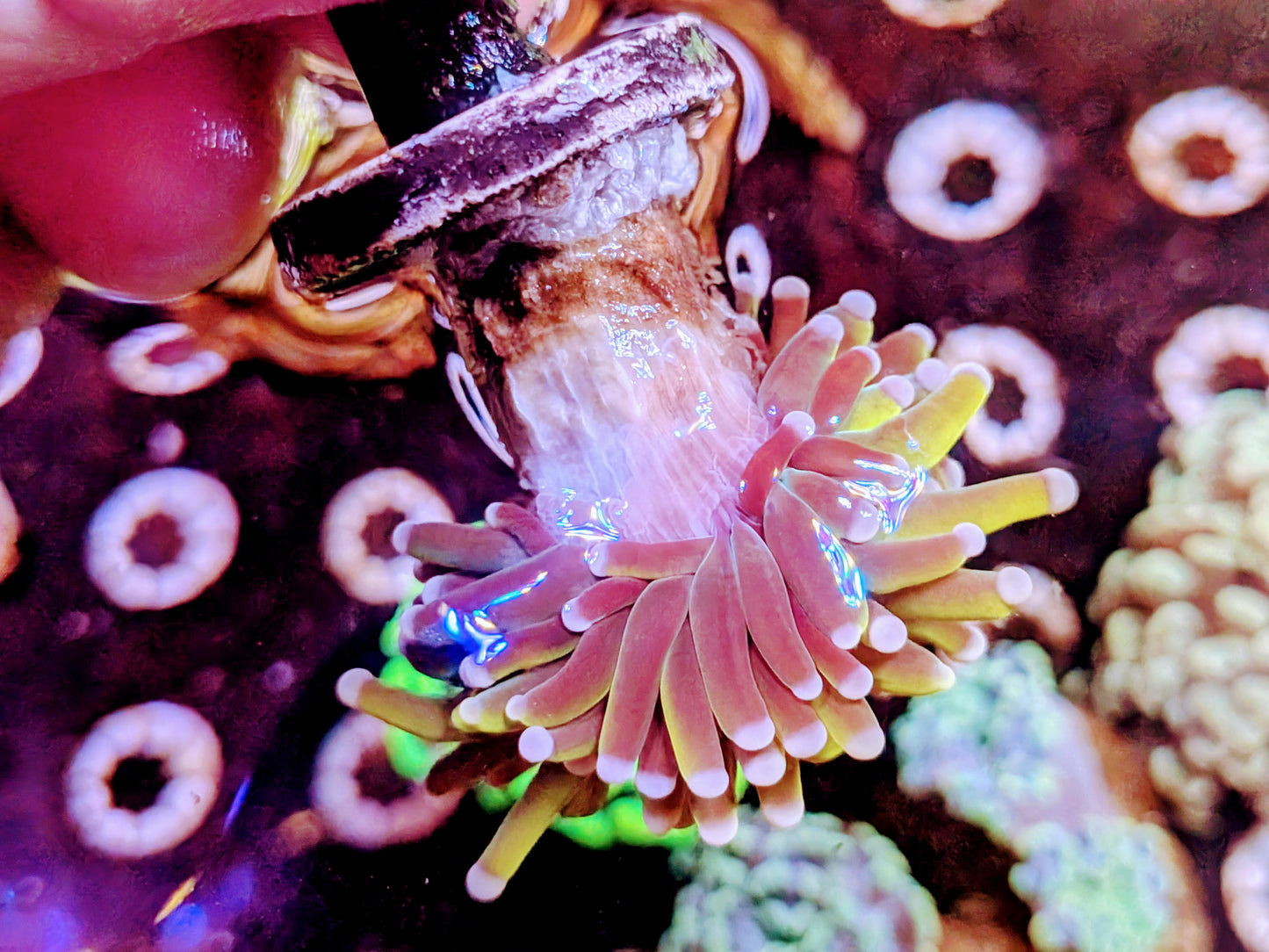 WYSIWYG - Malaysian Sun God Torch Coral Frag