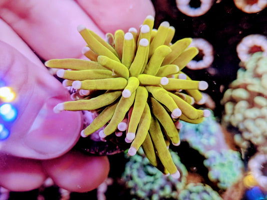 WYSIWYG - Malaysian Sun God Torch Coral Frag