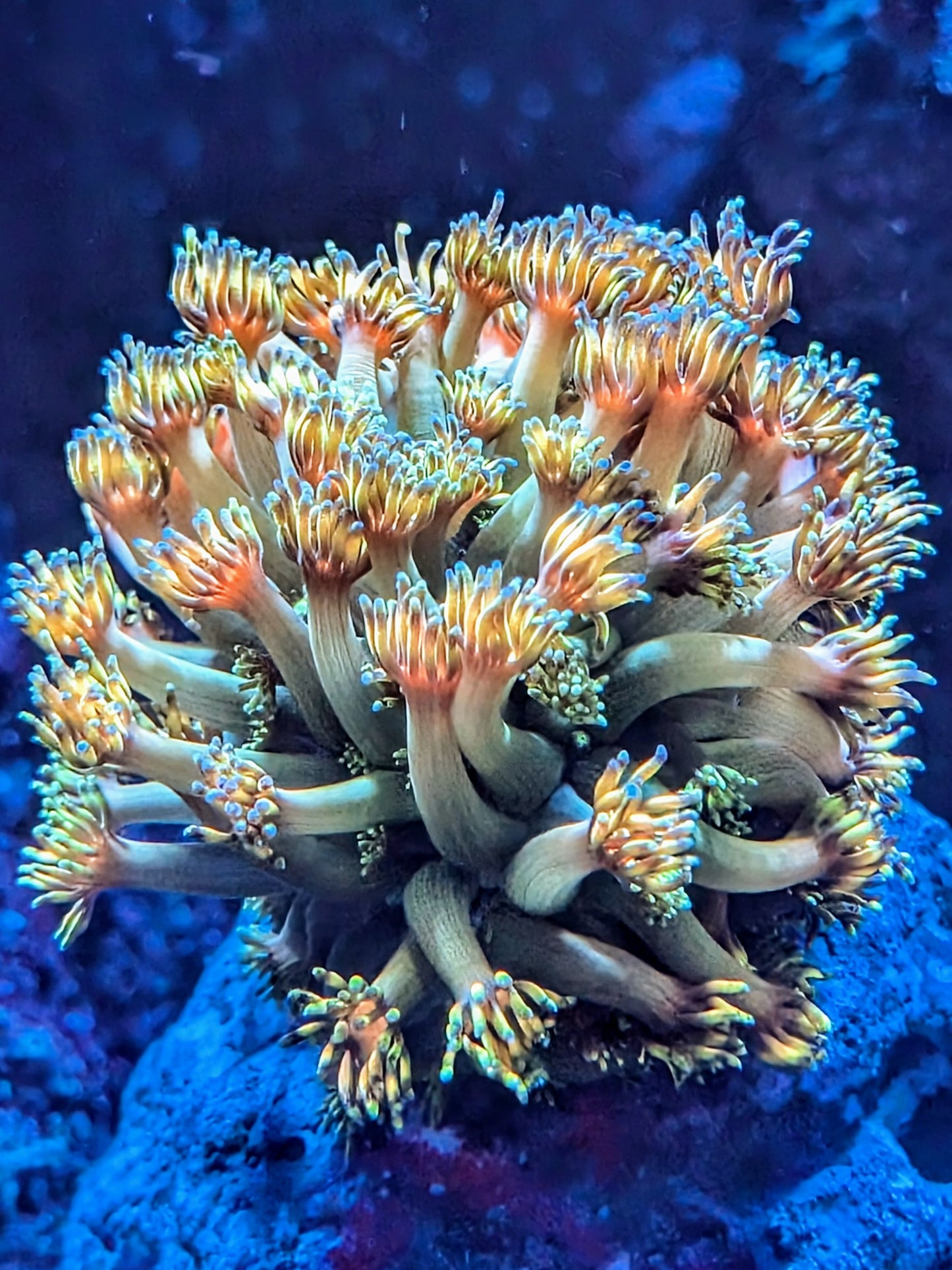 Master Grail Goniopora LPS Coral