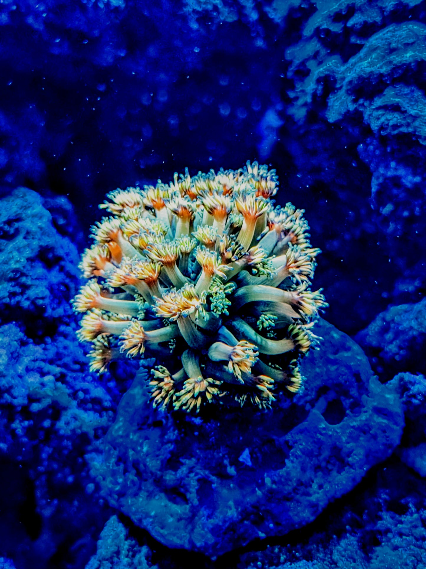 Master Grail Goniopora LPS Coral