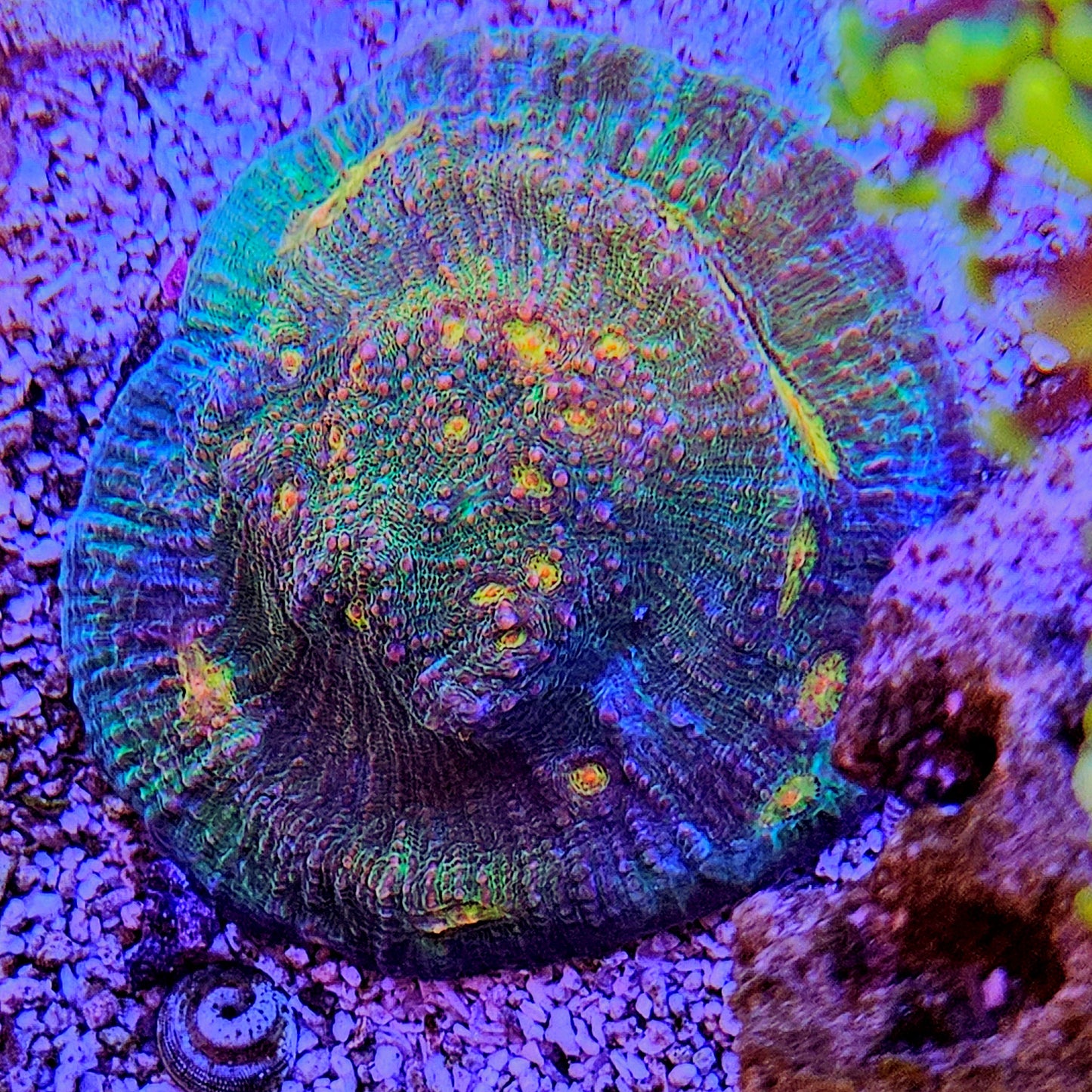 WYSIWYG Rainbow Chalice Coral Frag