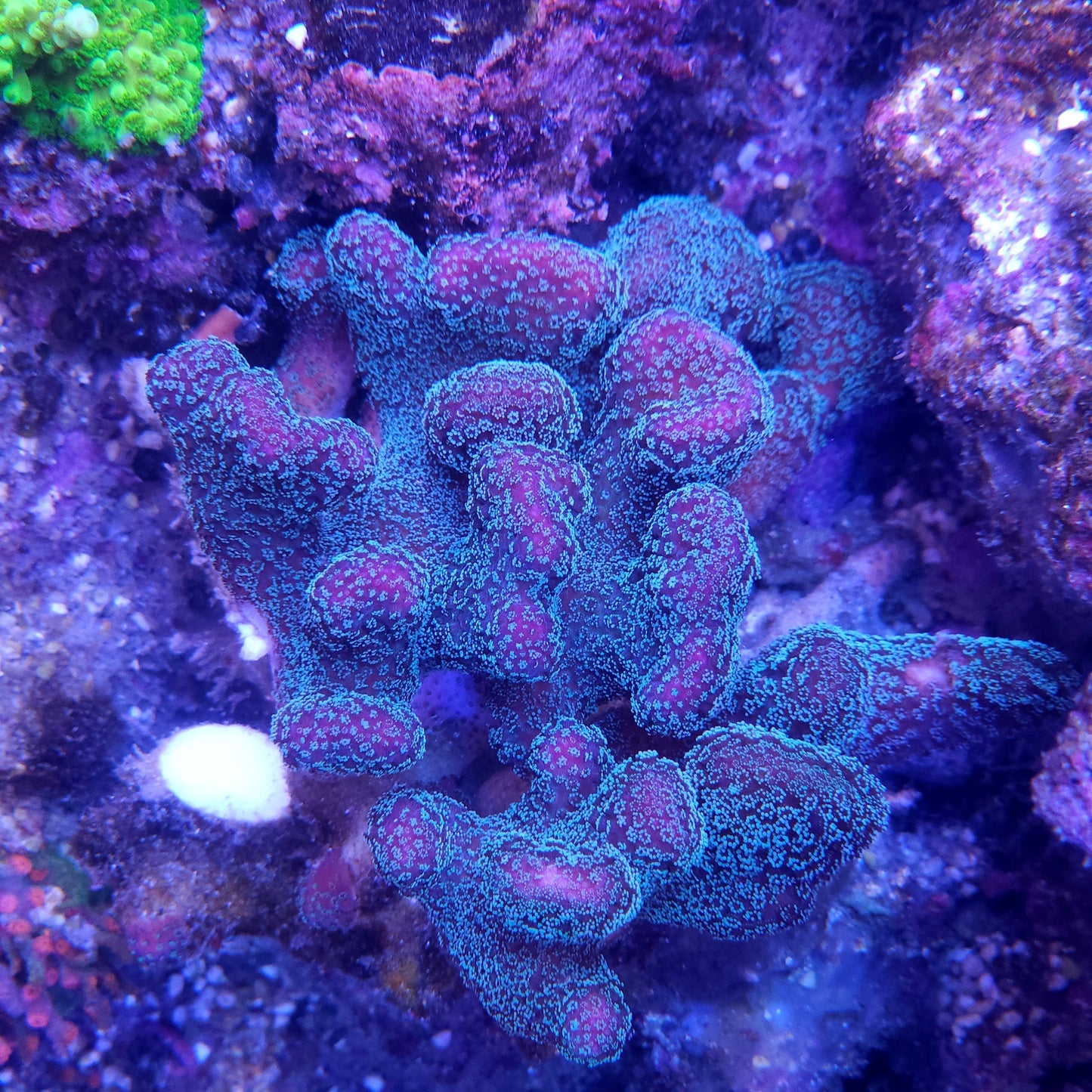 Rainbow Stylophora