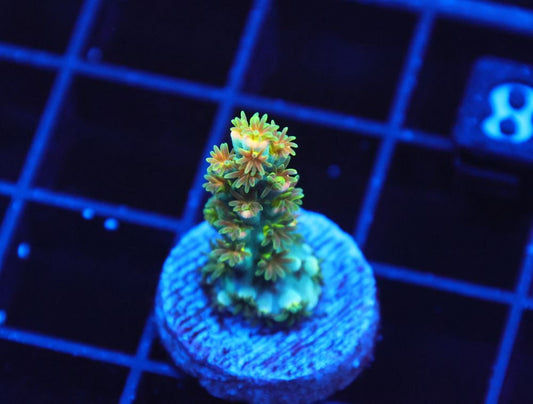 WYSIWYG - Rainbow Speciosa SPS Frag