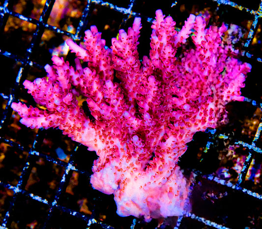 Aussie Strawberry Field Acropora - SPS Coral Frag