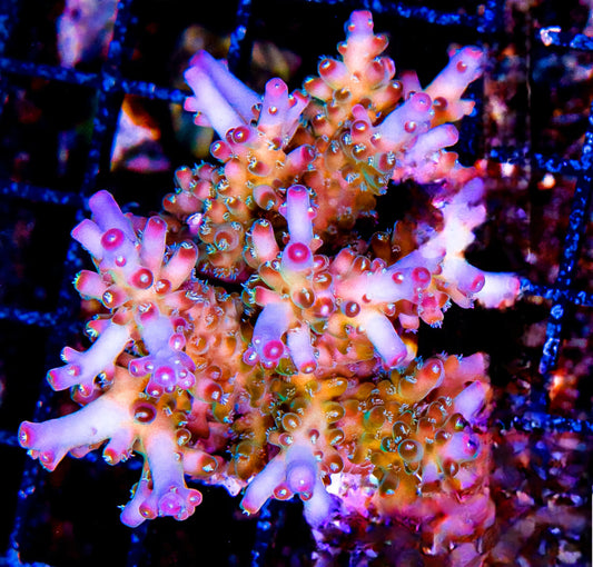 Fiji Smoothie Acropora - SPS Coral Frag