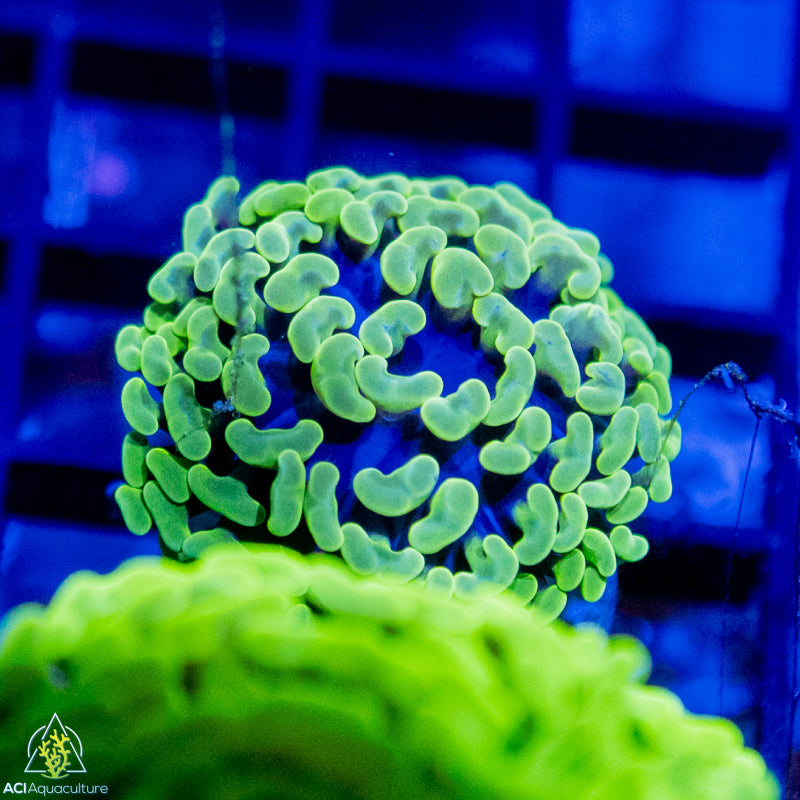 WYSIWYG - Spearmint Gum Branching Hammer Coral Frag