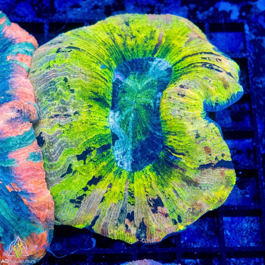 WYSIWYG - Yellow Splatter Trachyphyllia - LPS Coral